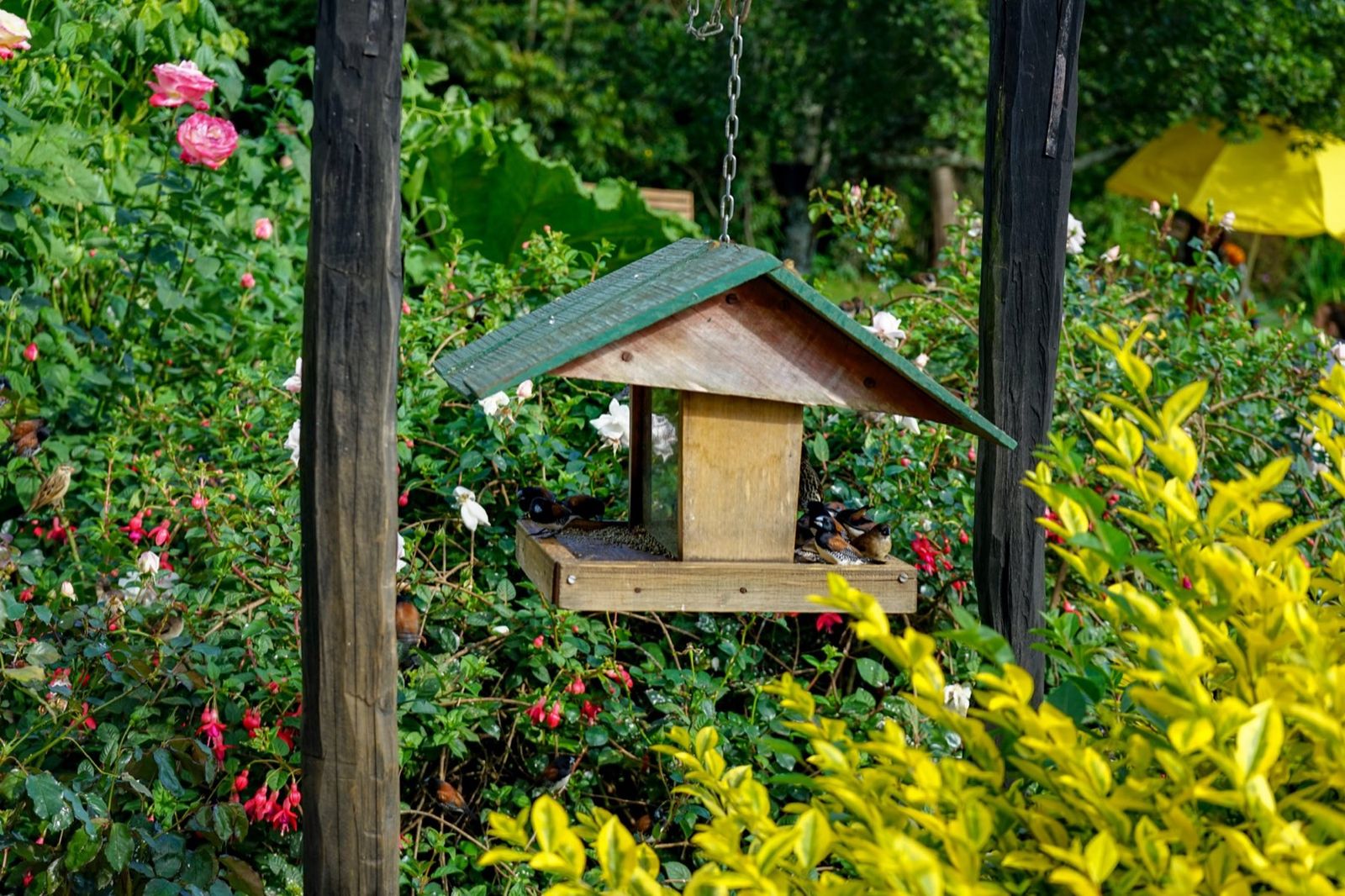 A wooden bird feeder among roses and shrubs in the Kiambethu garden