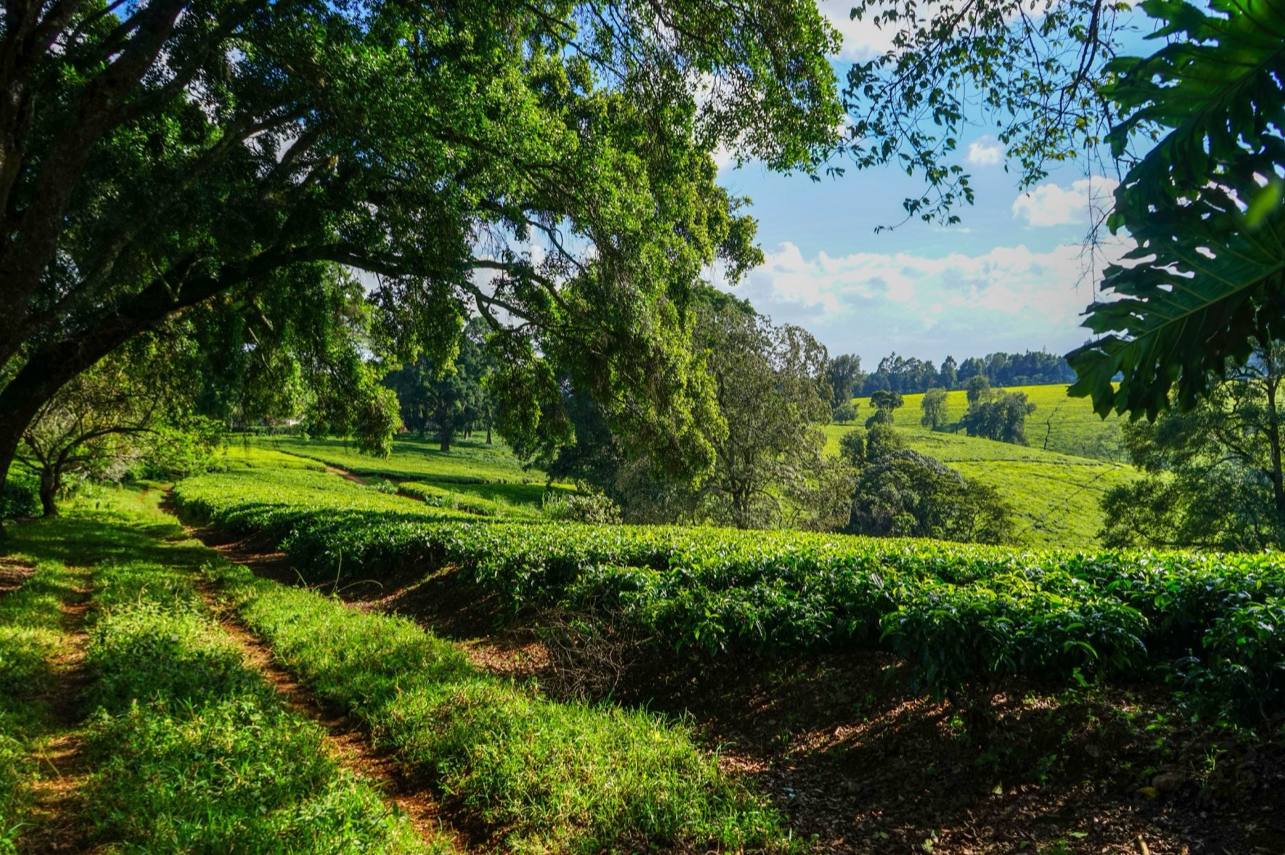 A shaded farm track between rows of tea at Kiambethu Tea Farm