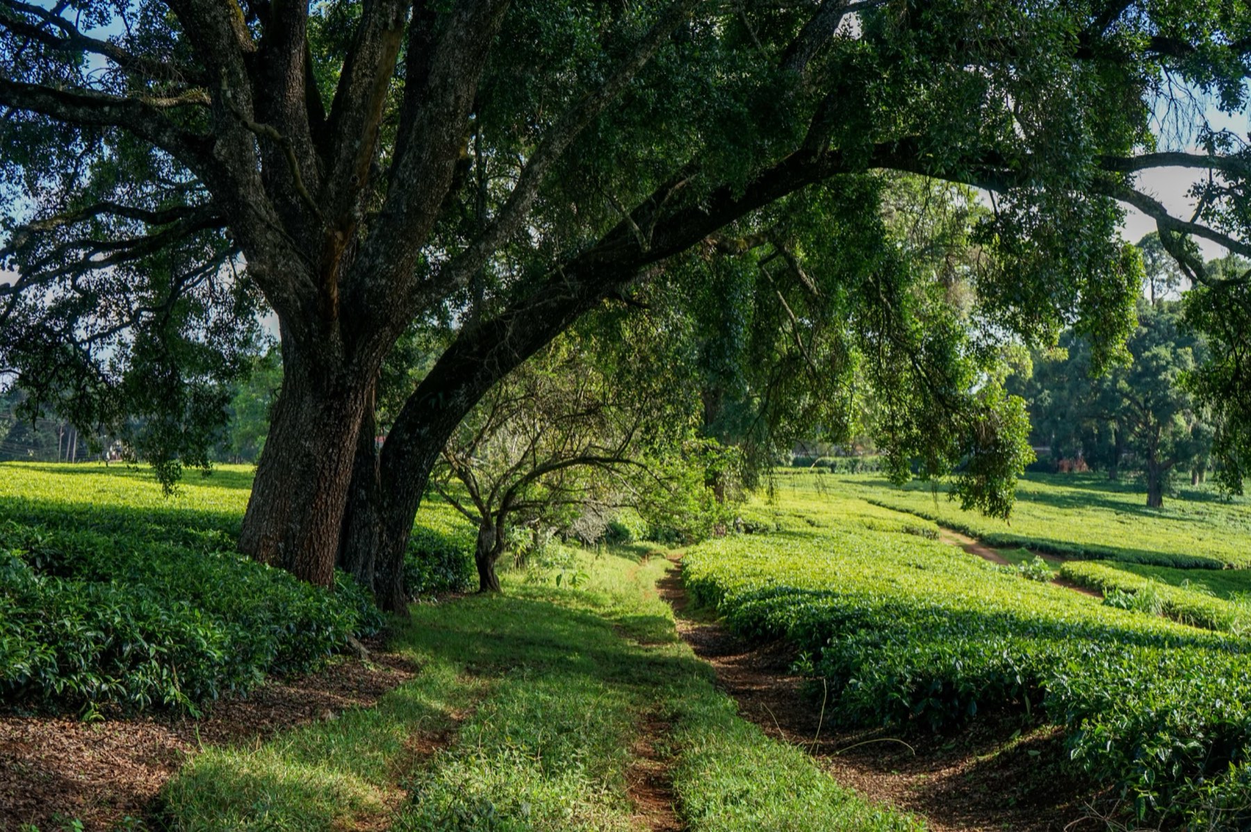 An old tree arching over a grassy path through tea at Kiambethu Tea Farm