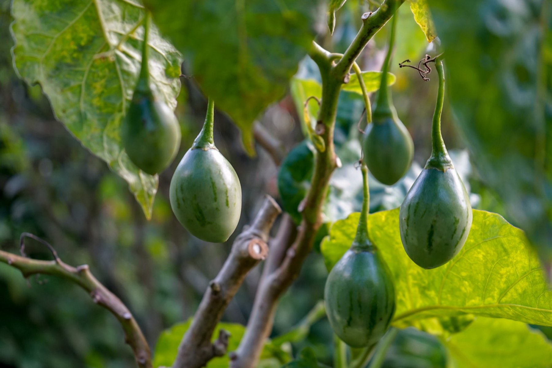 Green tree tomatoes hanging from a branch in a Kiambethu garden