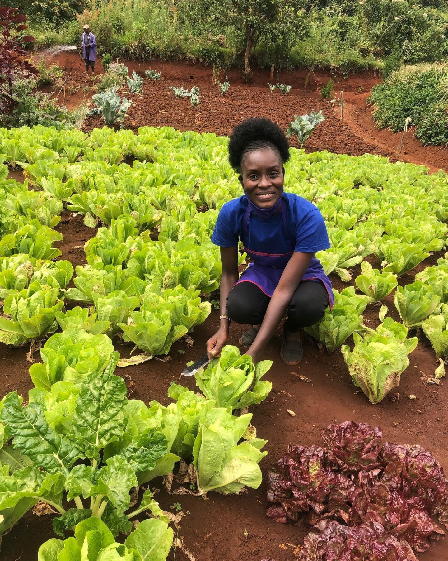A farmer kneeling among rows of lettuce on a Limuru farm