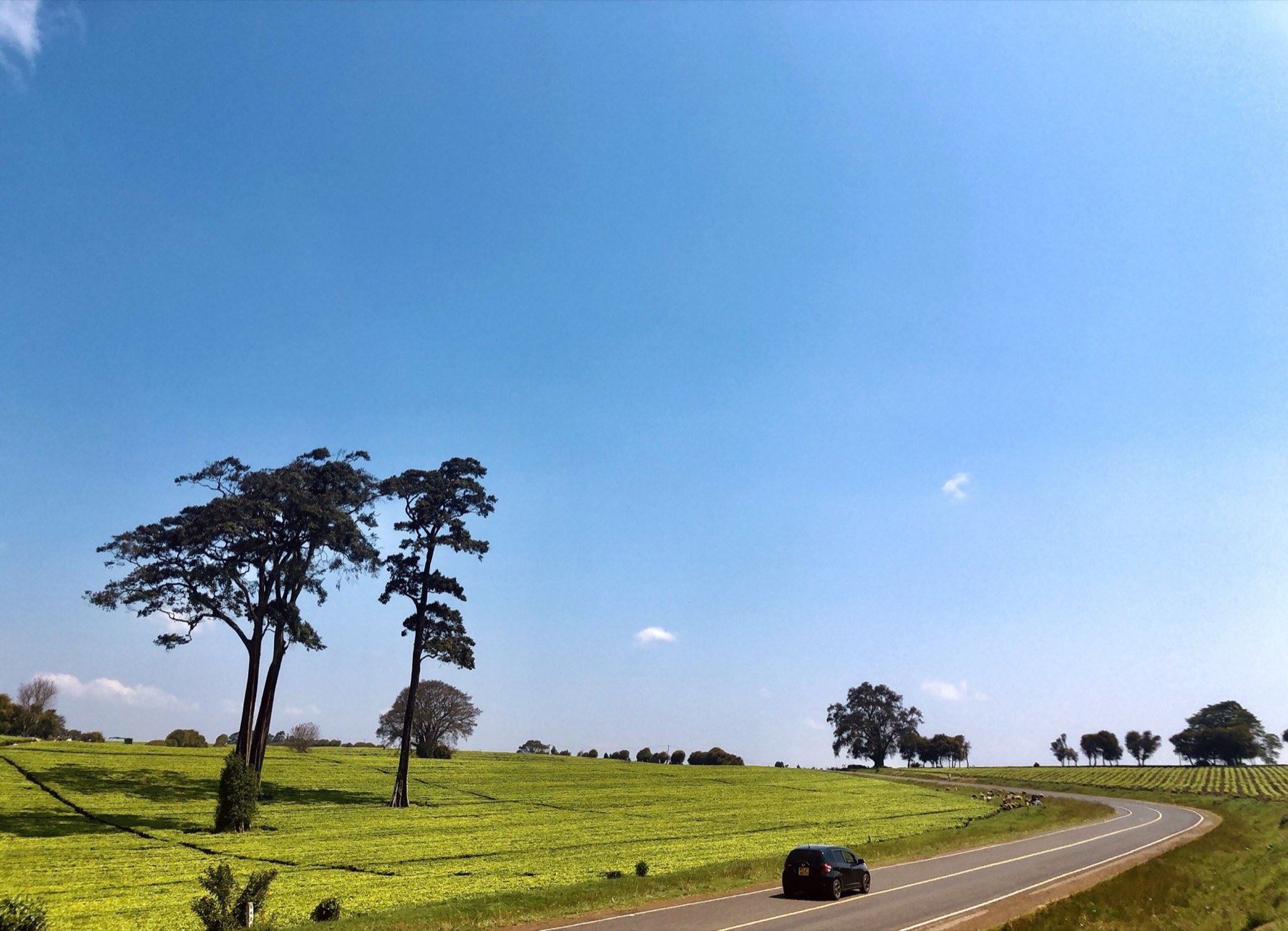 A car on a curving road through tea plantations near Limuru