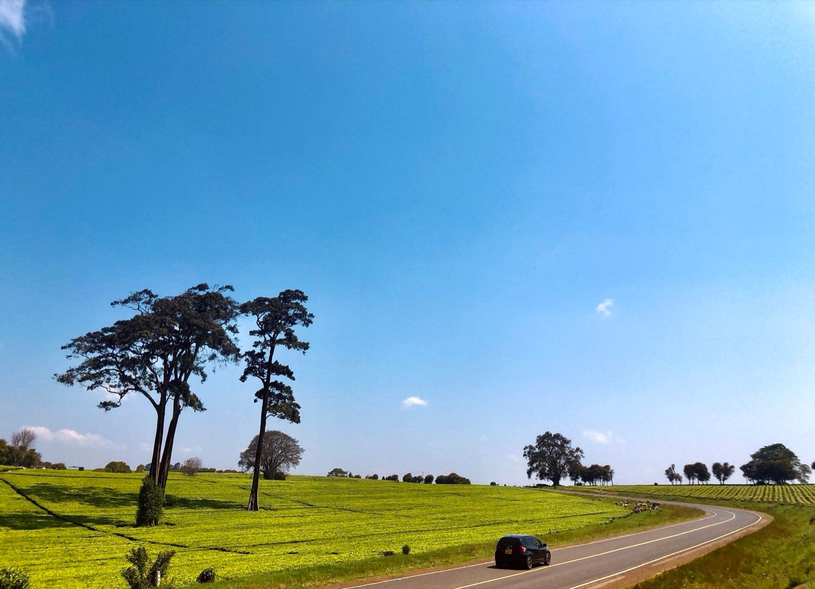 A car on a curving road through tea plantations near Limuru