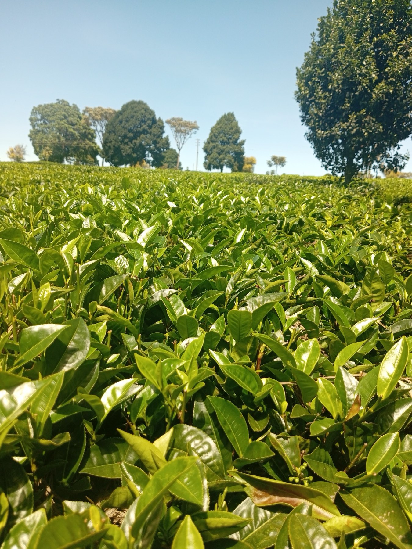 Tea bushes in the foreground with trees on the horizon in Tigoni