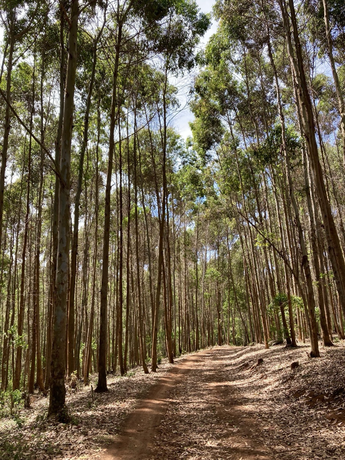 A dirt path through a stand of tall eucalyptus trees in Tigoni