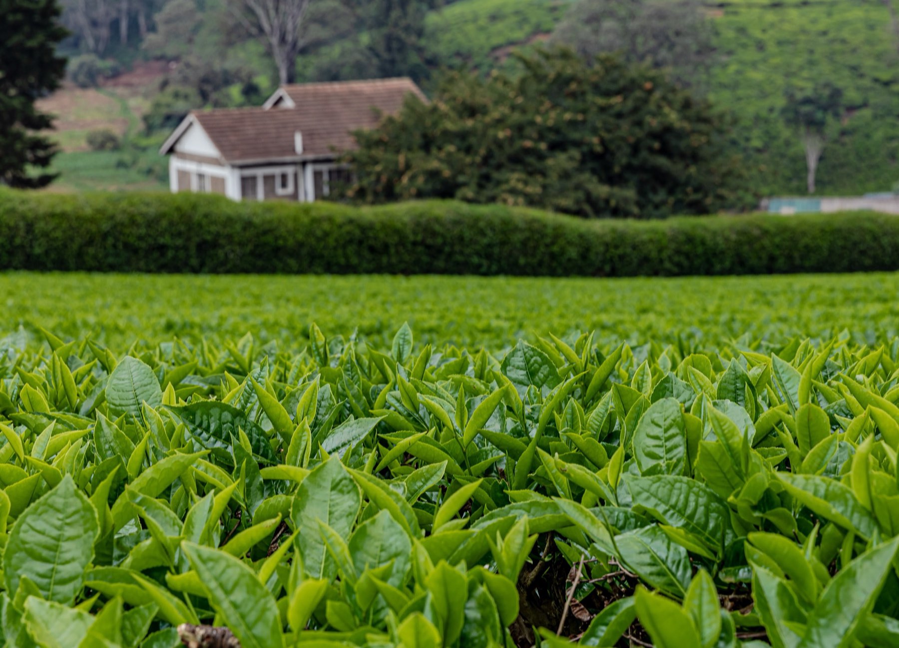A white farmhouse behind a hedge and a field of tea in Tigoni