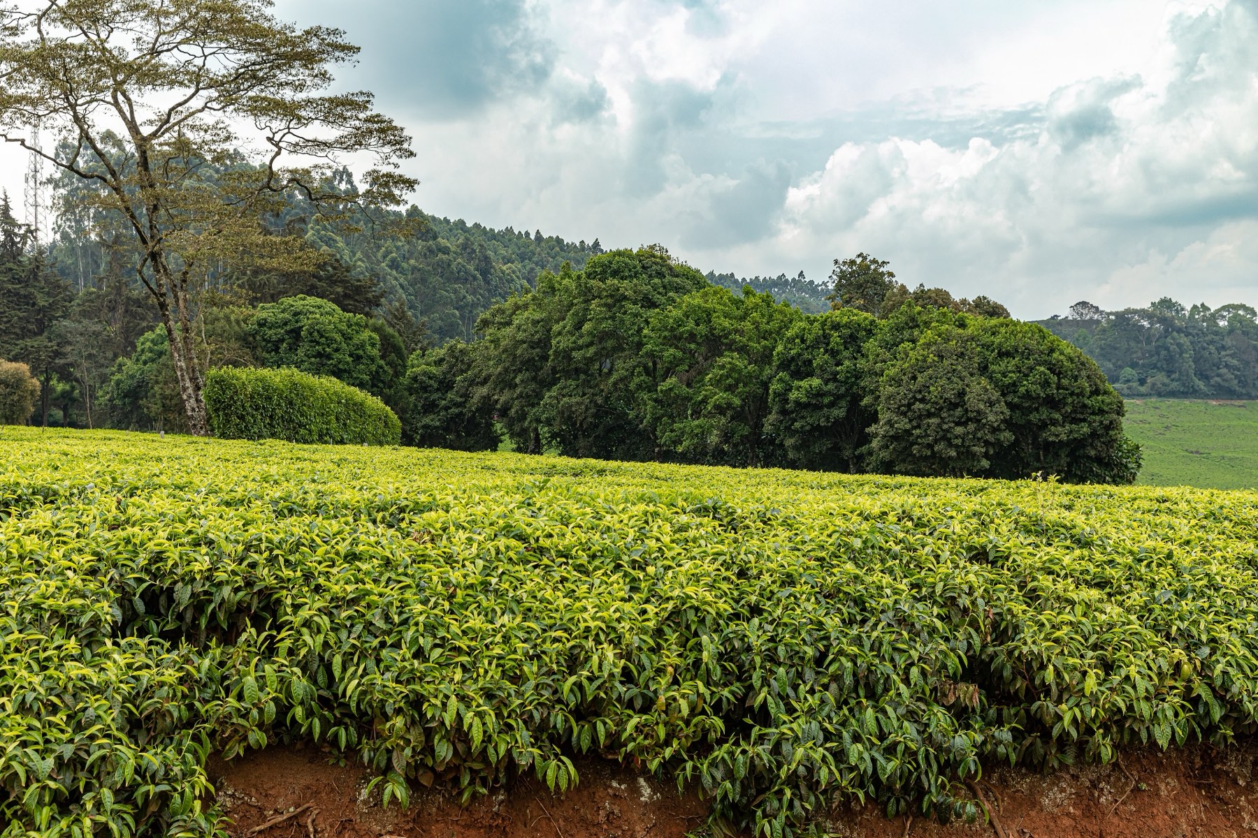 Tea bushes in front of a dark stand of indigenous trees in Tigoni