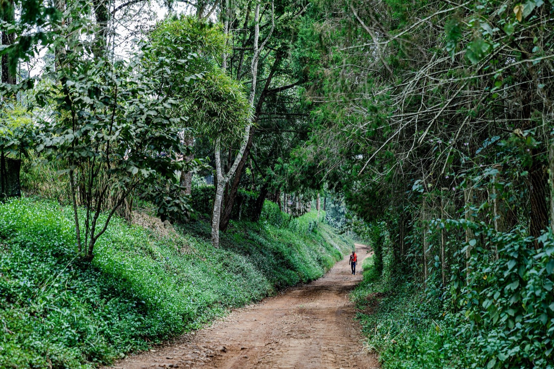 A lone walker on a red-earth track through green forest in Tigoni