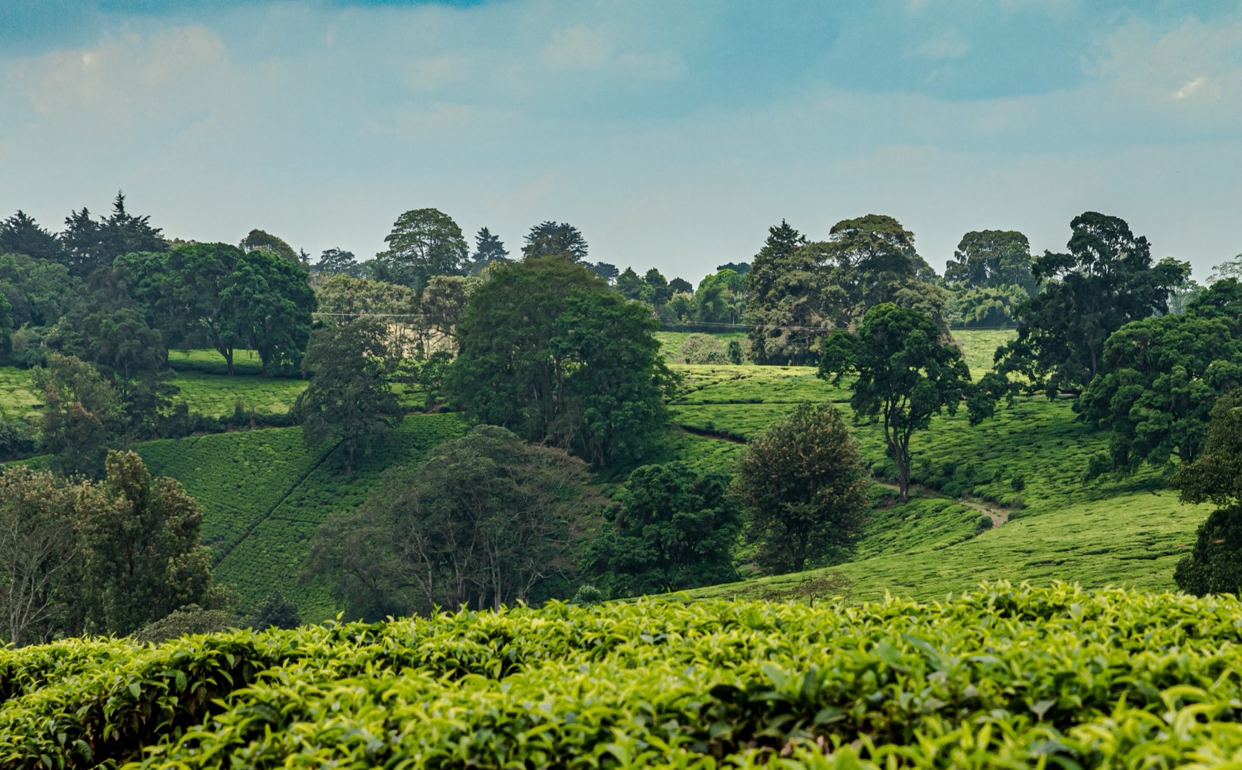 A green valley of tea and trees with farmhouses on the far ridge in Tigoni