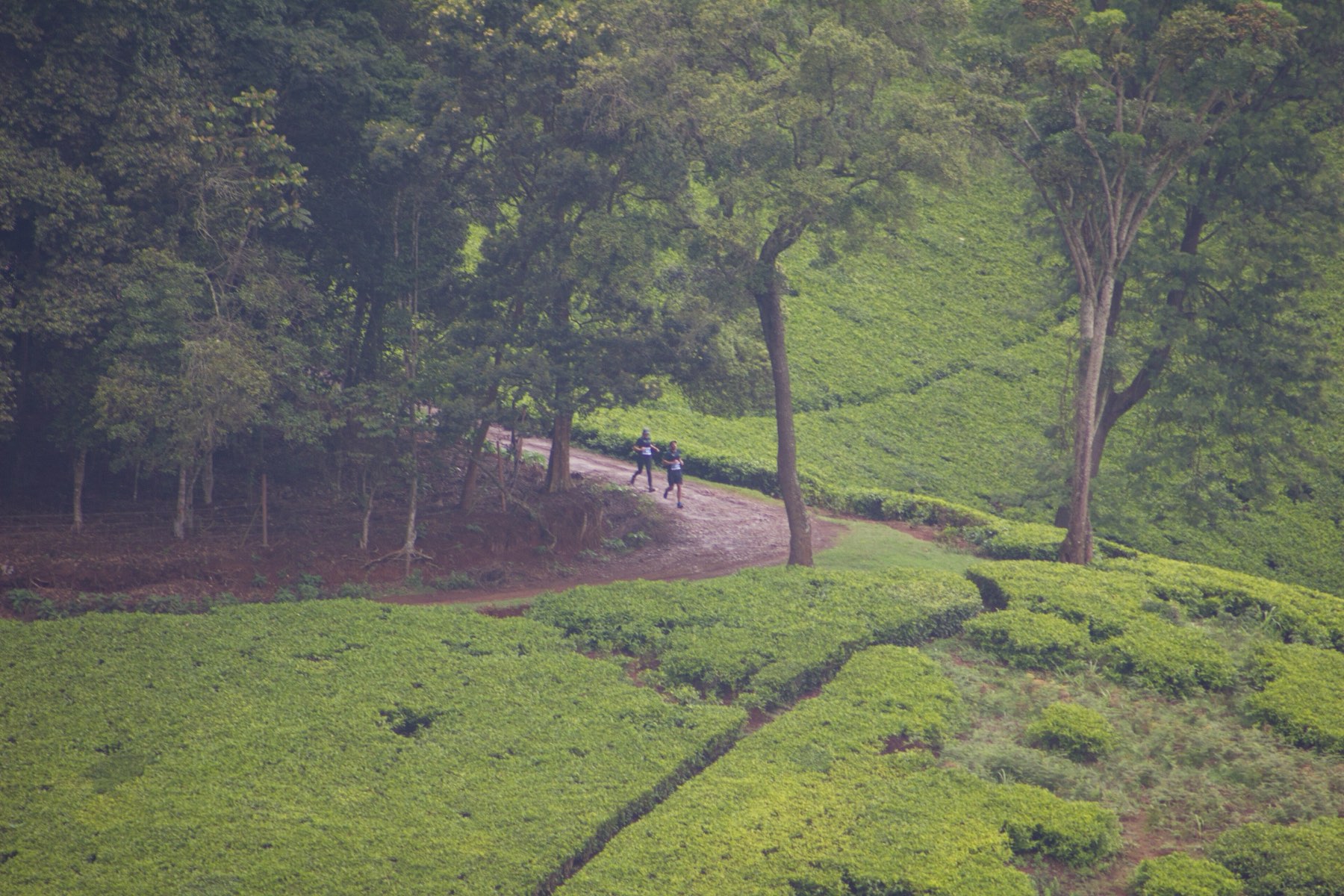 A farm track curving through misty trees beside tea fields in Tigoni