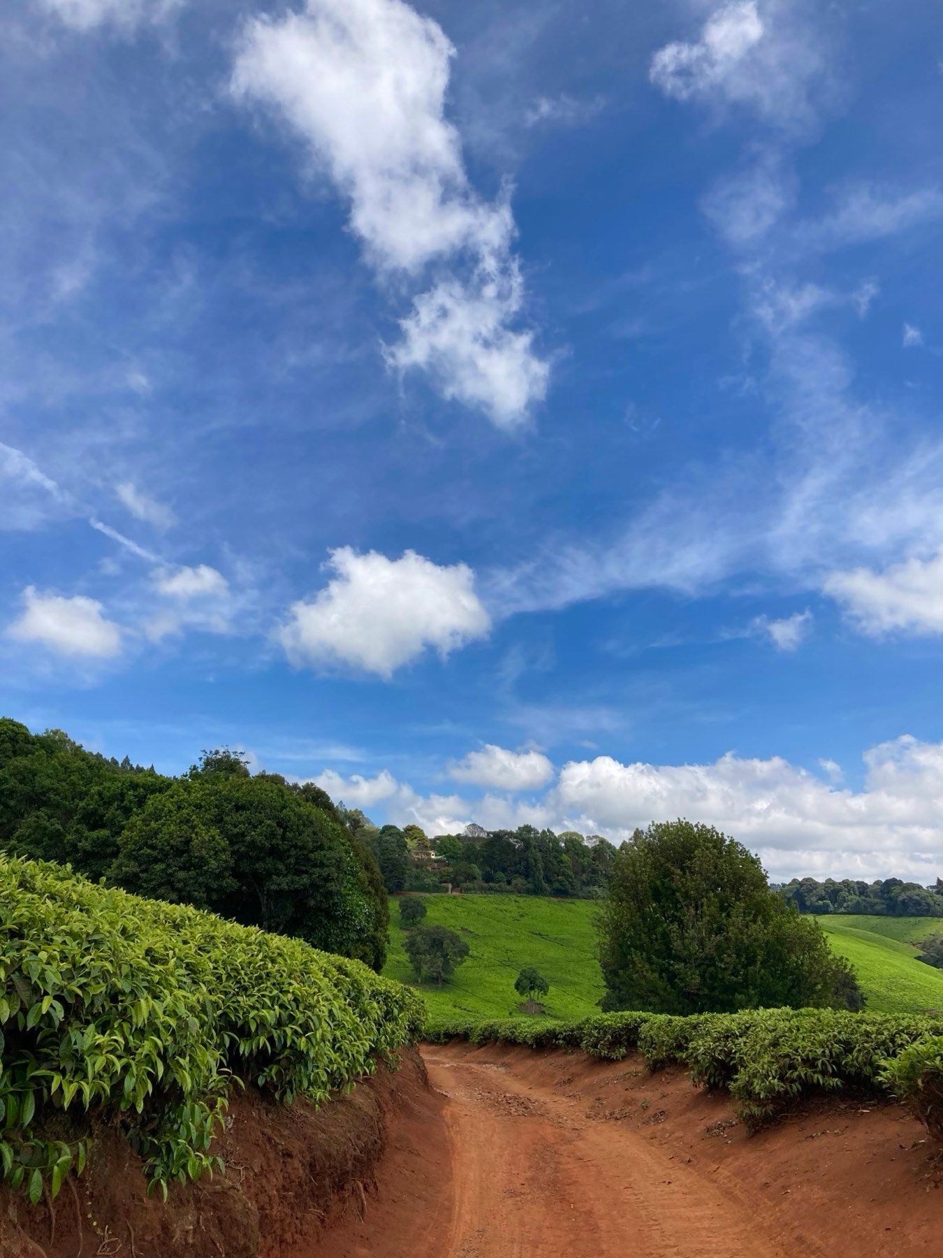 A red dirt road curving between tea fields under a blue sky in Tigoni
