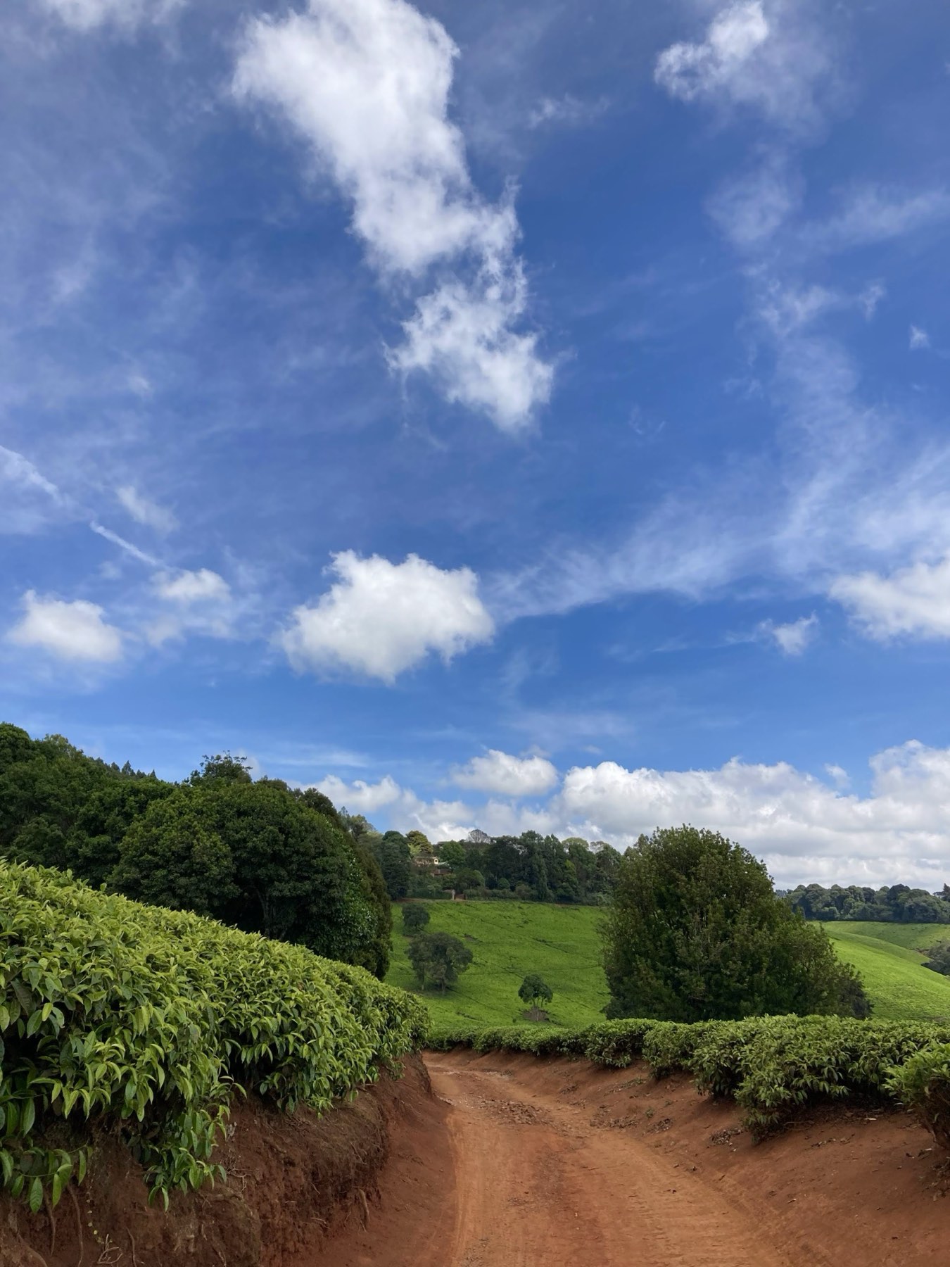 A red dirt road curving between tea fields under a blue sky in Tigoni