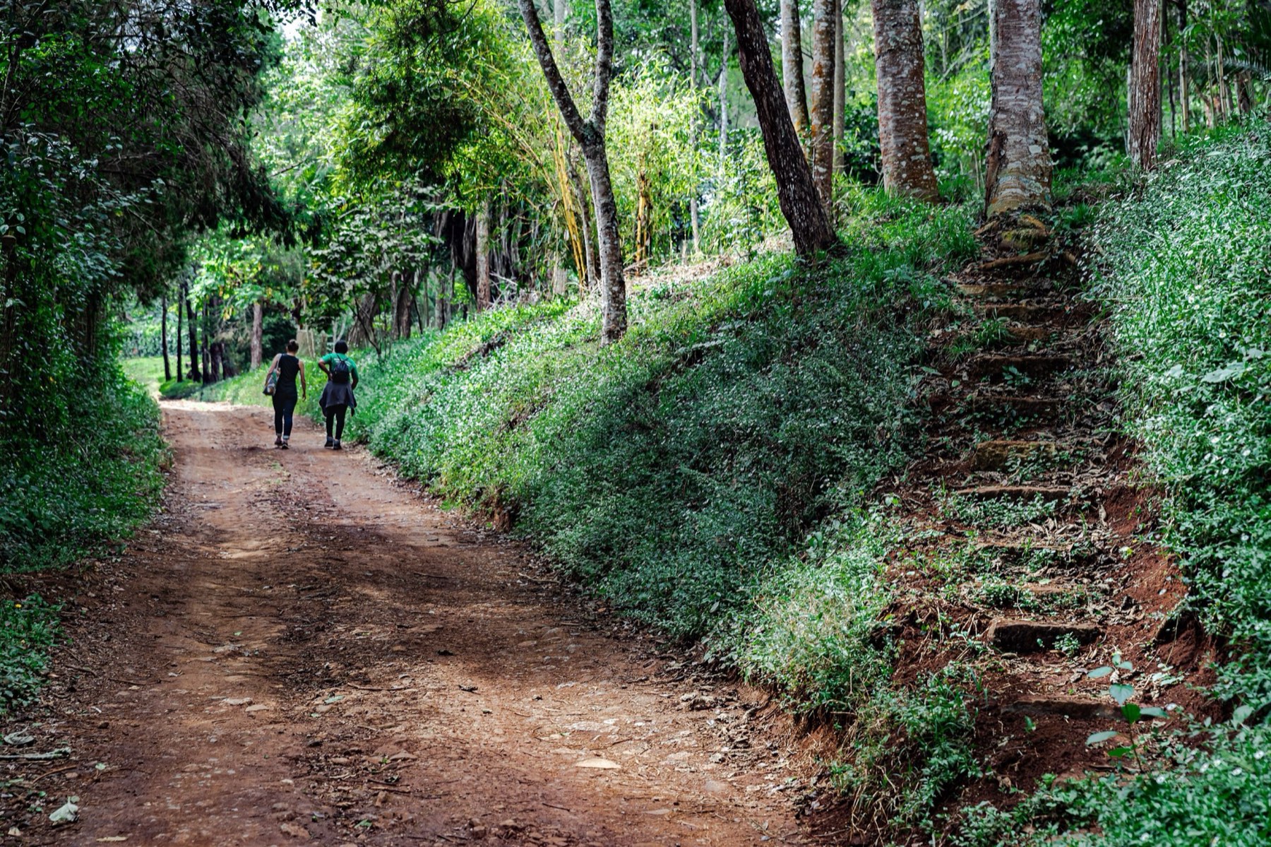Two walkers on a shaded dirt road beside the Tigoni tea farms