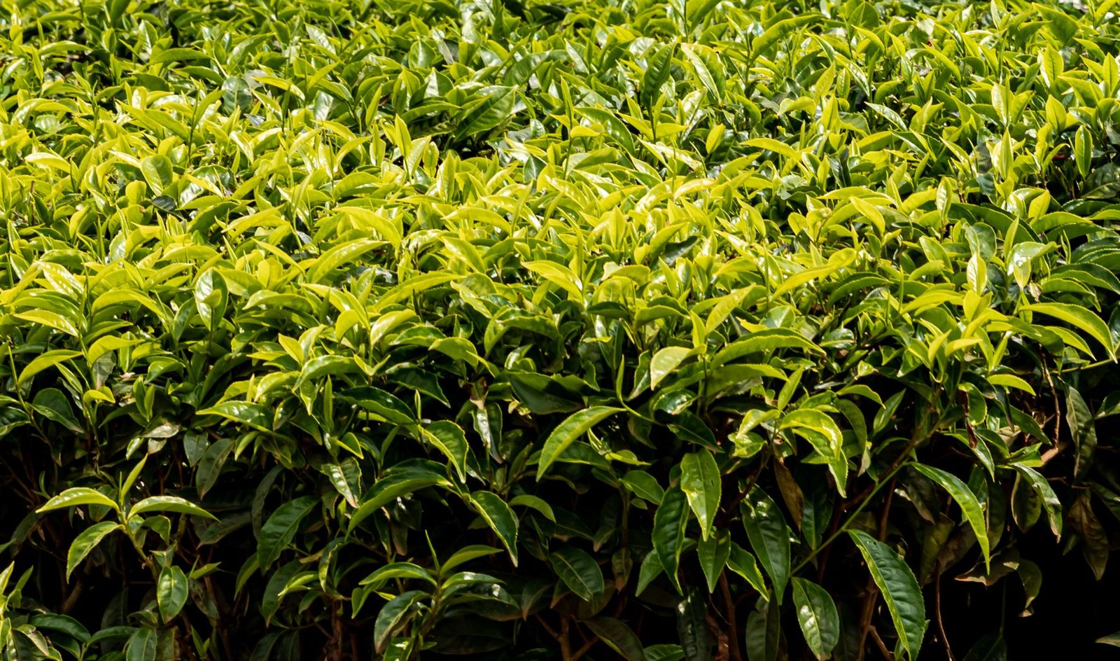 Close view of the flat, freshly grown top of a tea bush
