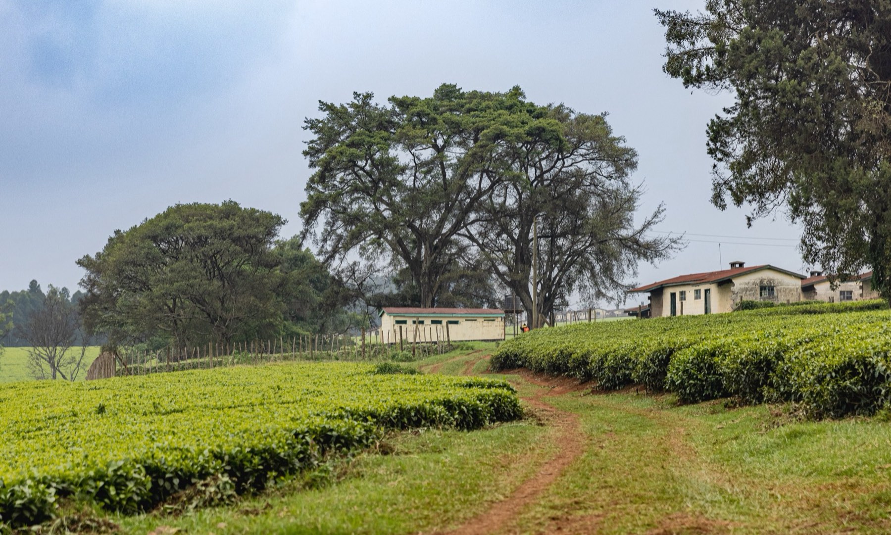 Tea rows and low farm buildings beneath old trees in Tigoni