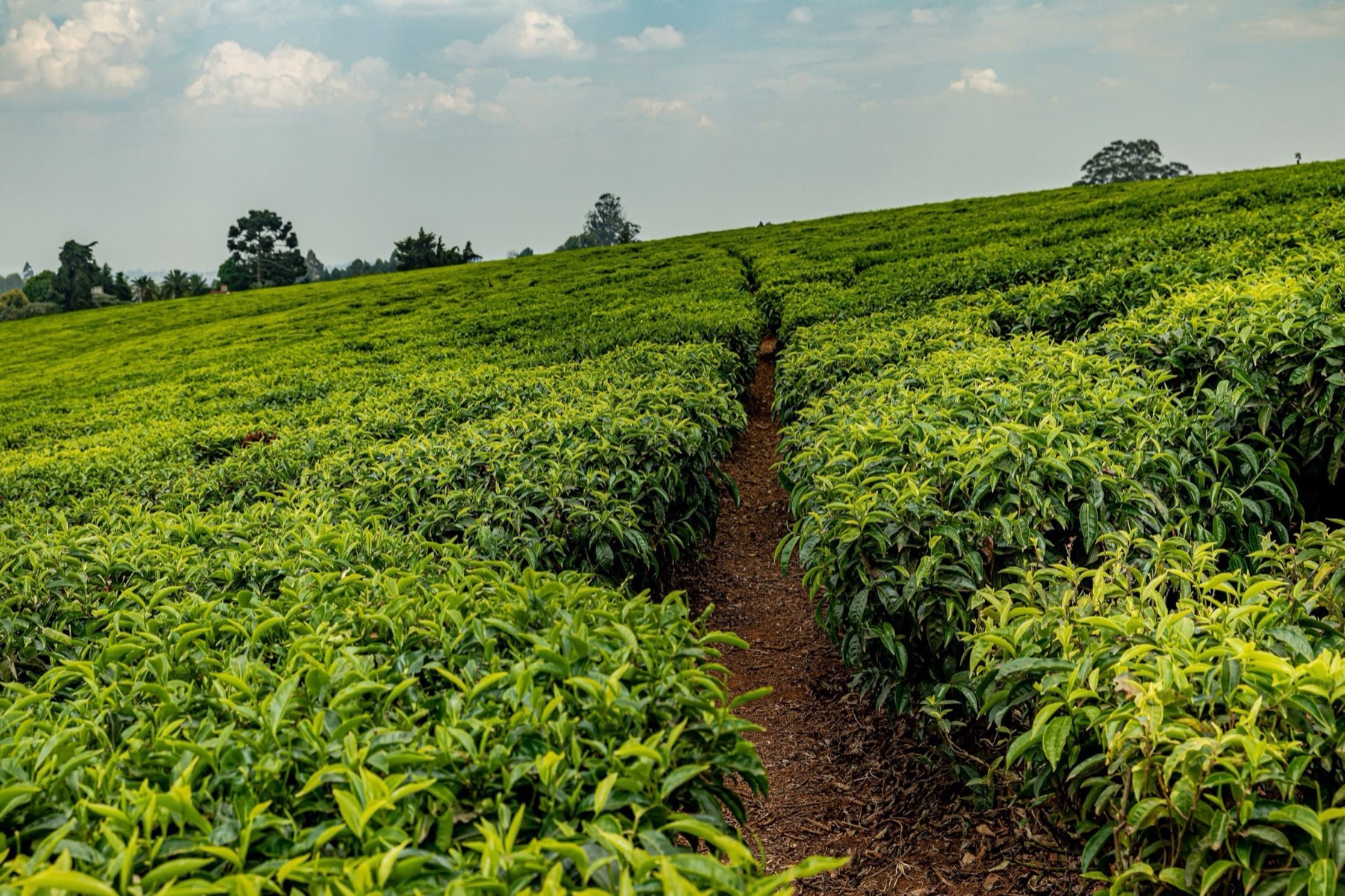 A narrow footpath cutting uphill between rows of tea in Tigoni