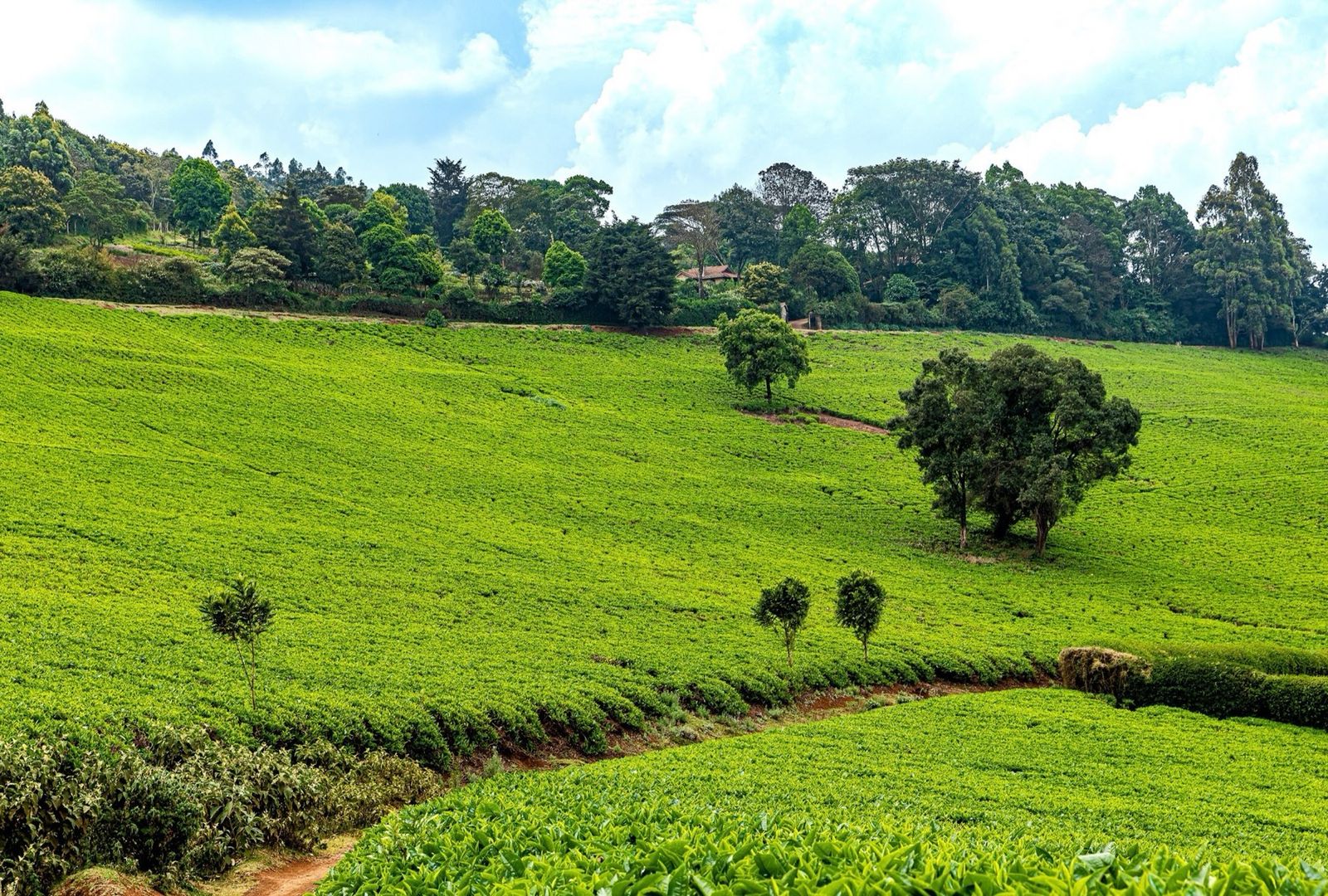 A sunlit hillside of tea with a few lone trees in Tigoni