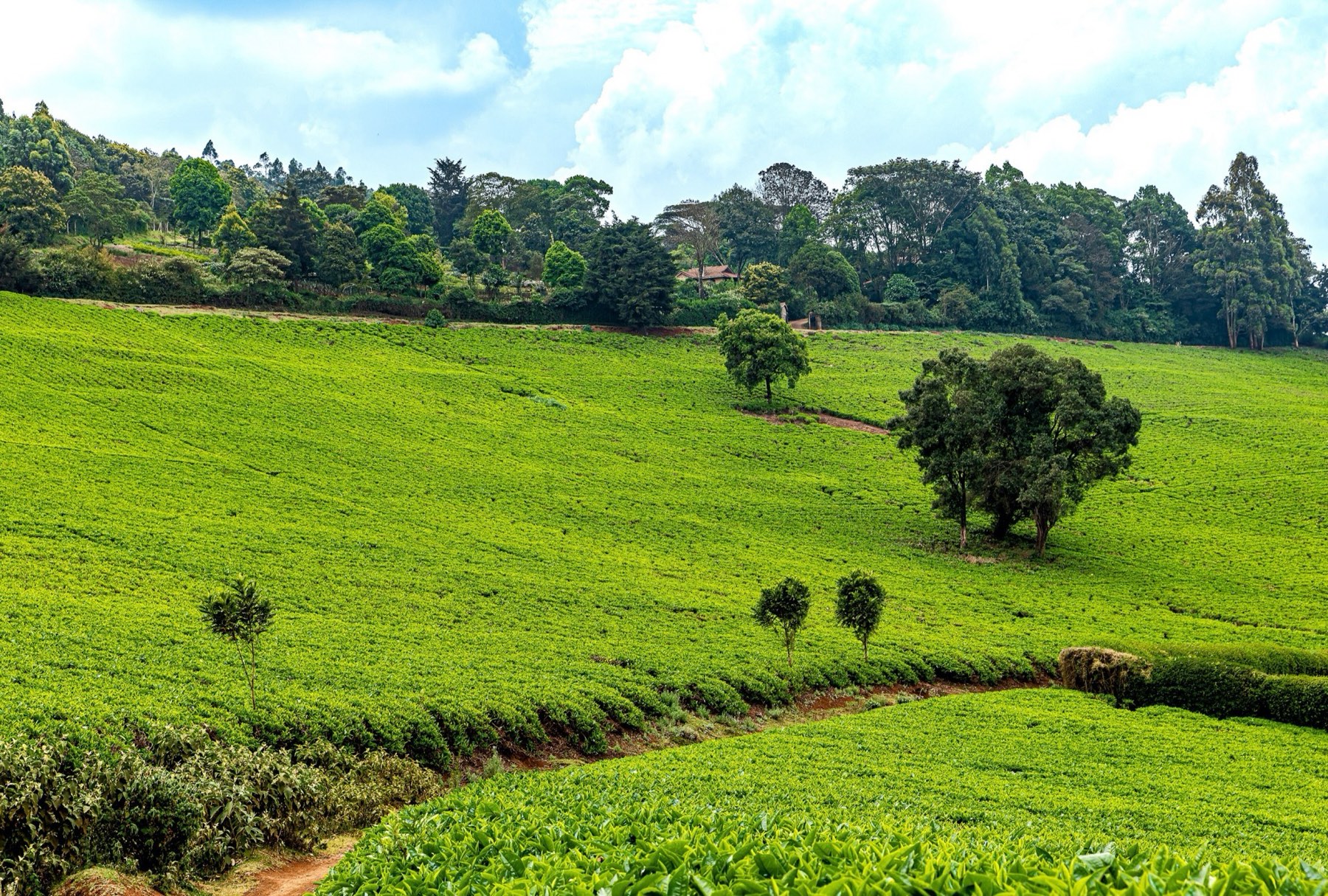 A sunlit hillside of tea with a few lone trees in Tigoni