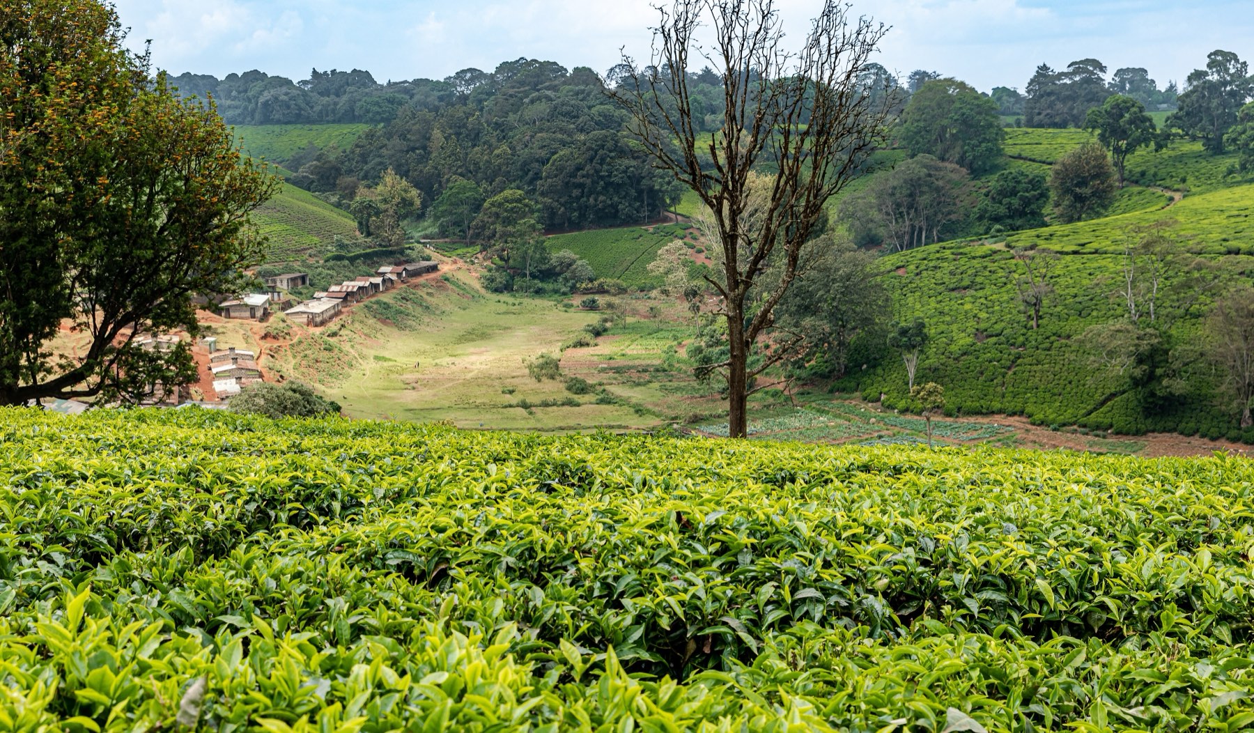 A tea-covered hollow with a bare tree and a farm road below in Tigoni