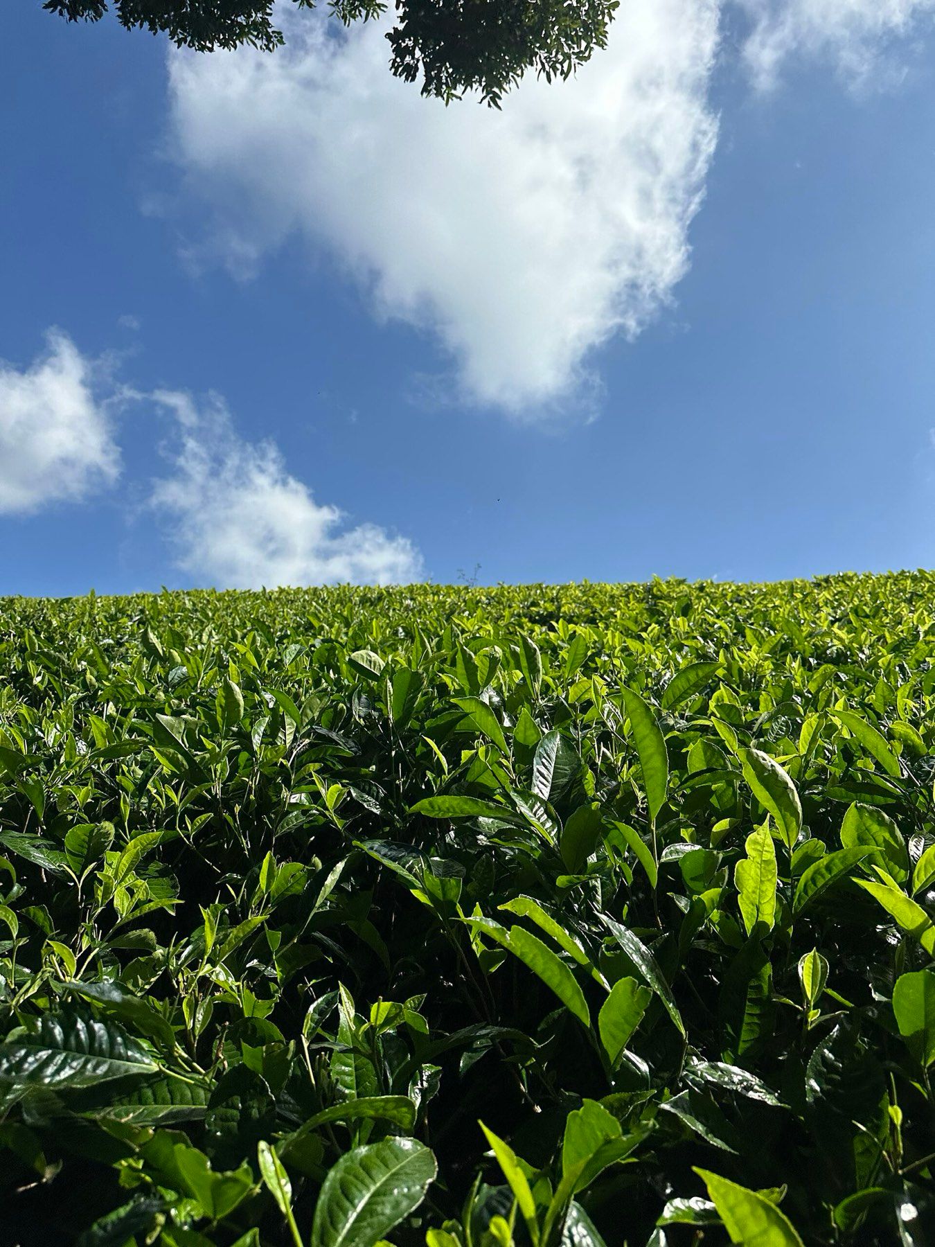 Close view of fresh tea leaves on a Tigoni farm