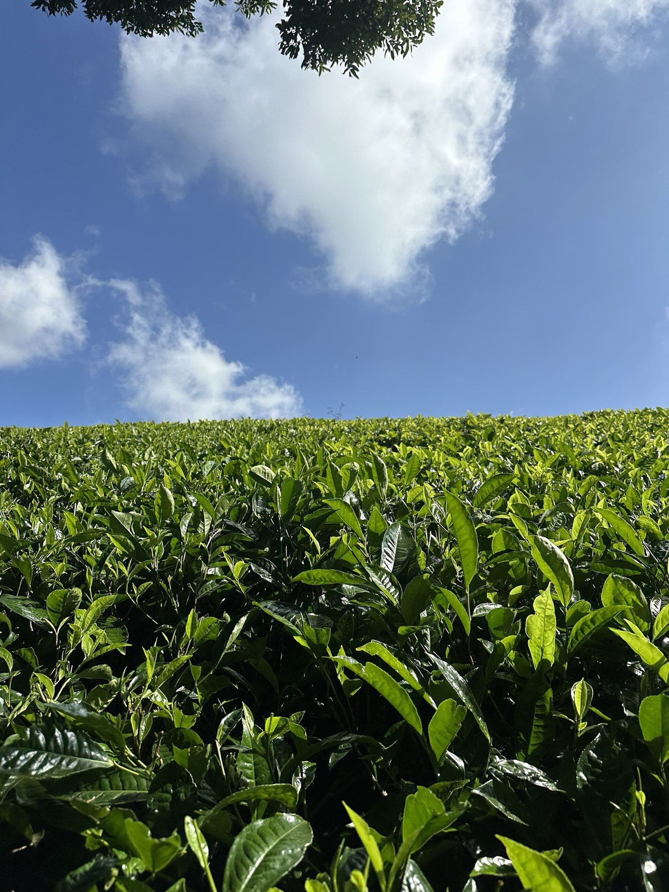 Close view of fresh tea leaves on a Tigoni farm