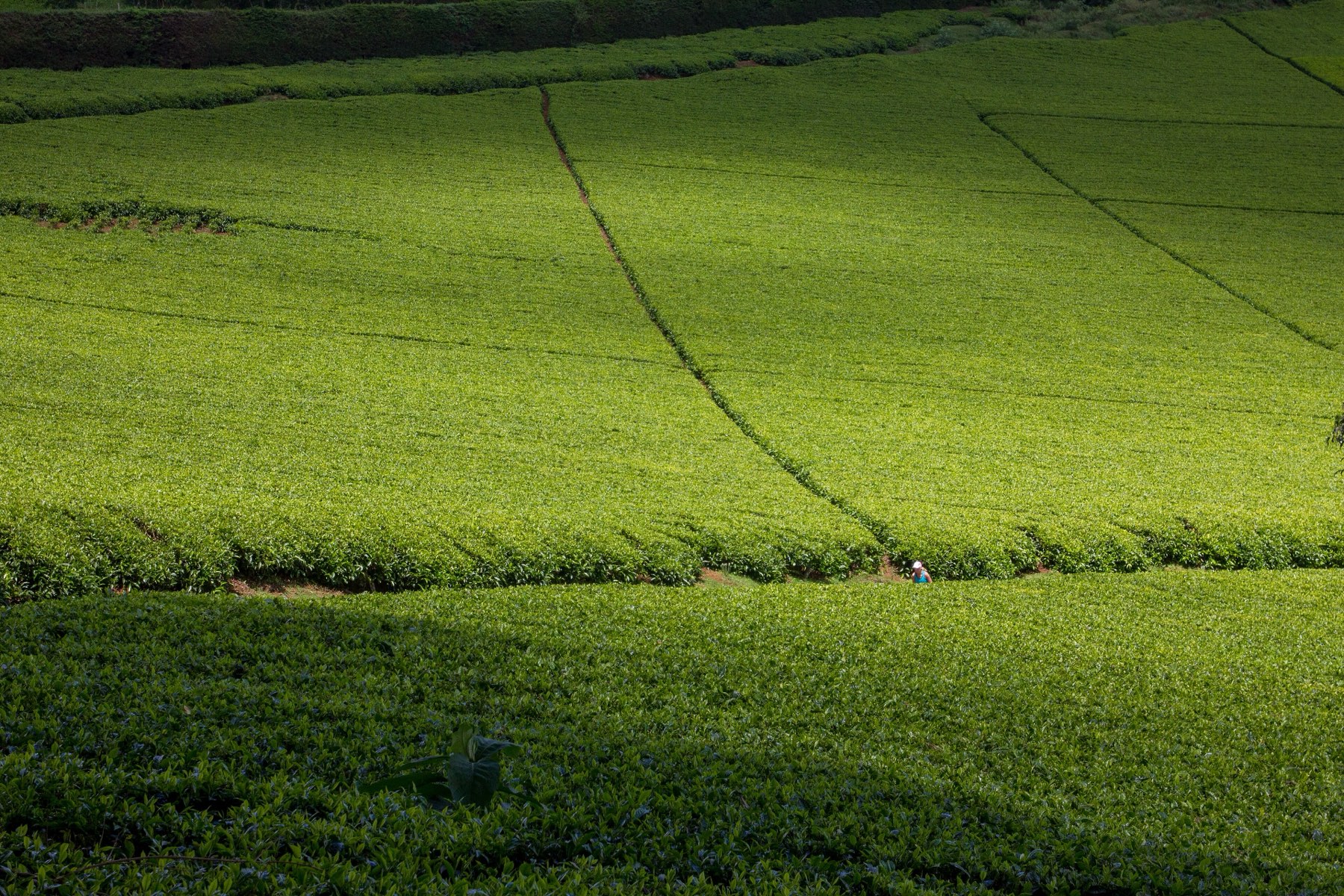A wide field of tea crossed by the thin lines of pickers' paths