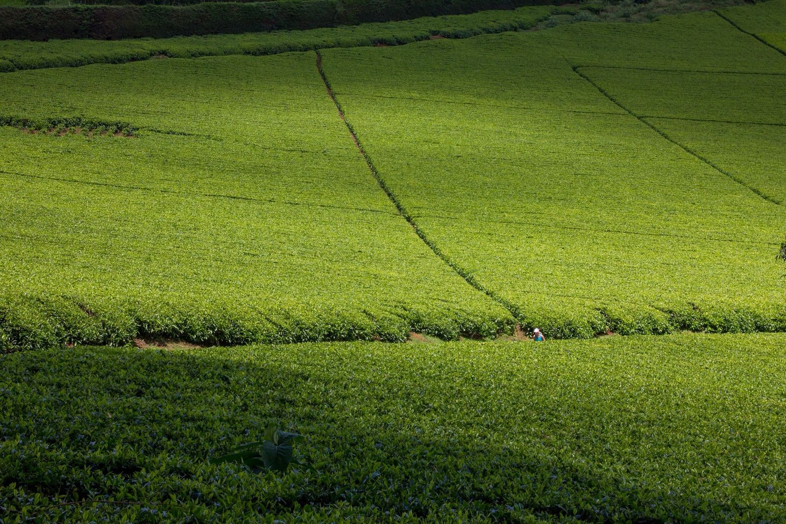 A wide field of tea crossed by the thin lines of pickers' paths