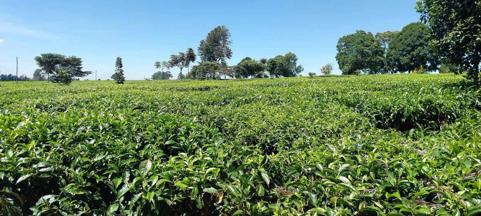 A wide tea plantation under blue sky in Tigoni