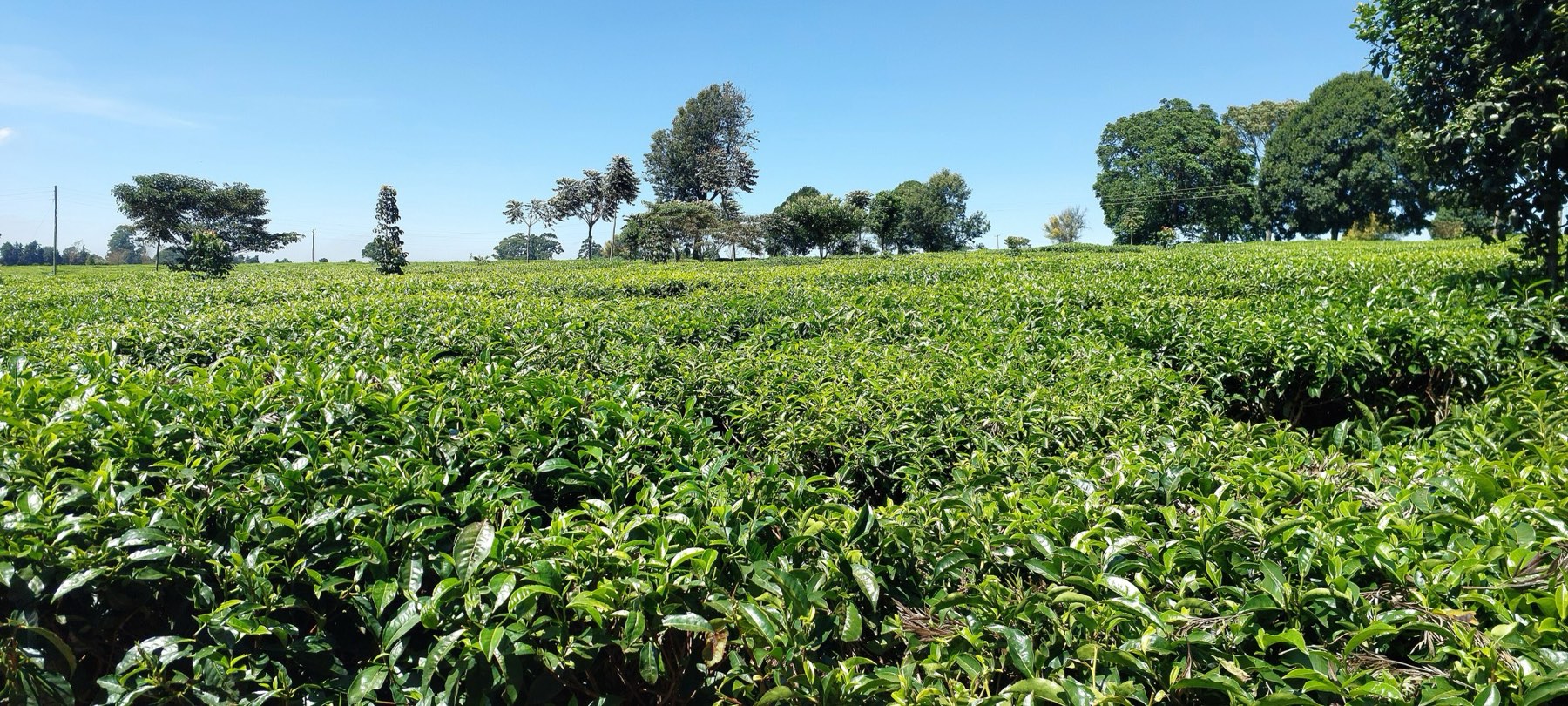 A wide tea plantation under blue sky in Tigoni