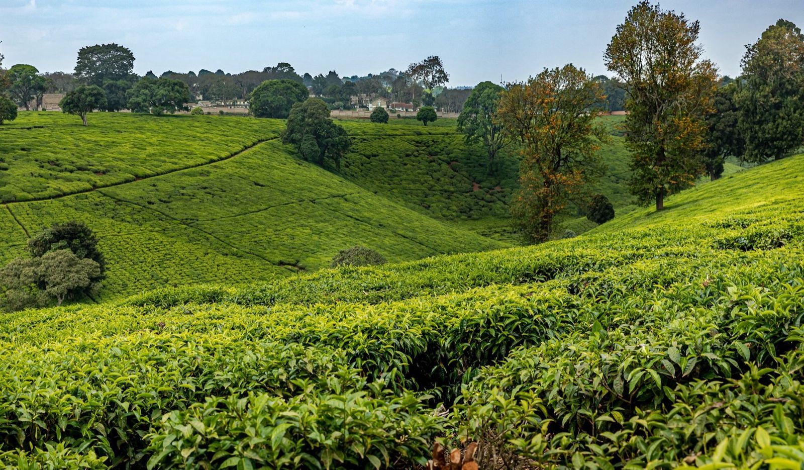 Rolling hills of tea with tall trees along the ridgeline in Tigoni
