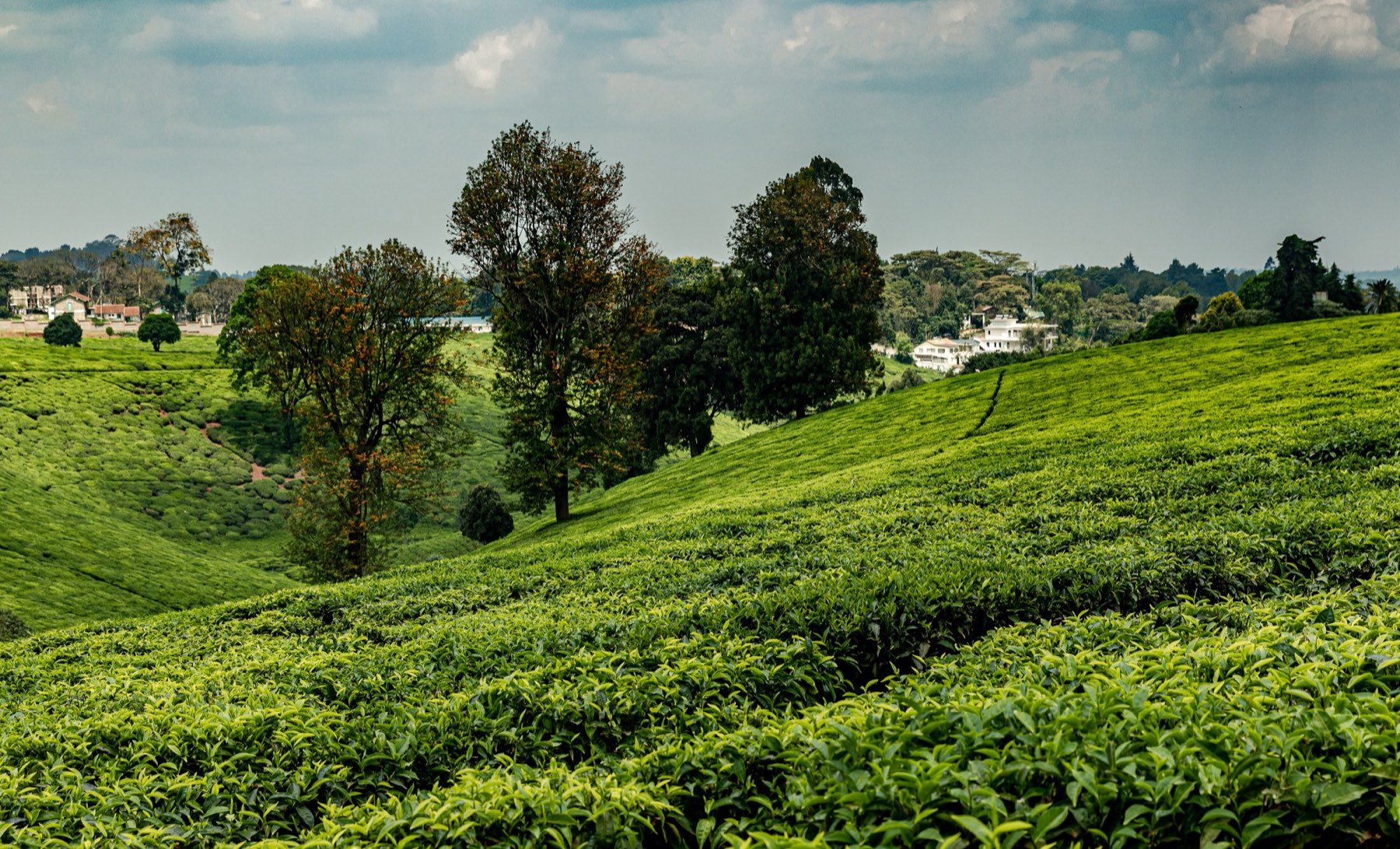 Tea bushes in the foreground with trees and farm buildings beyond, Tigoni