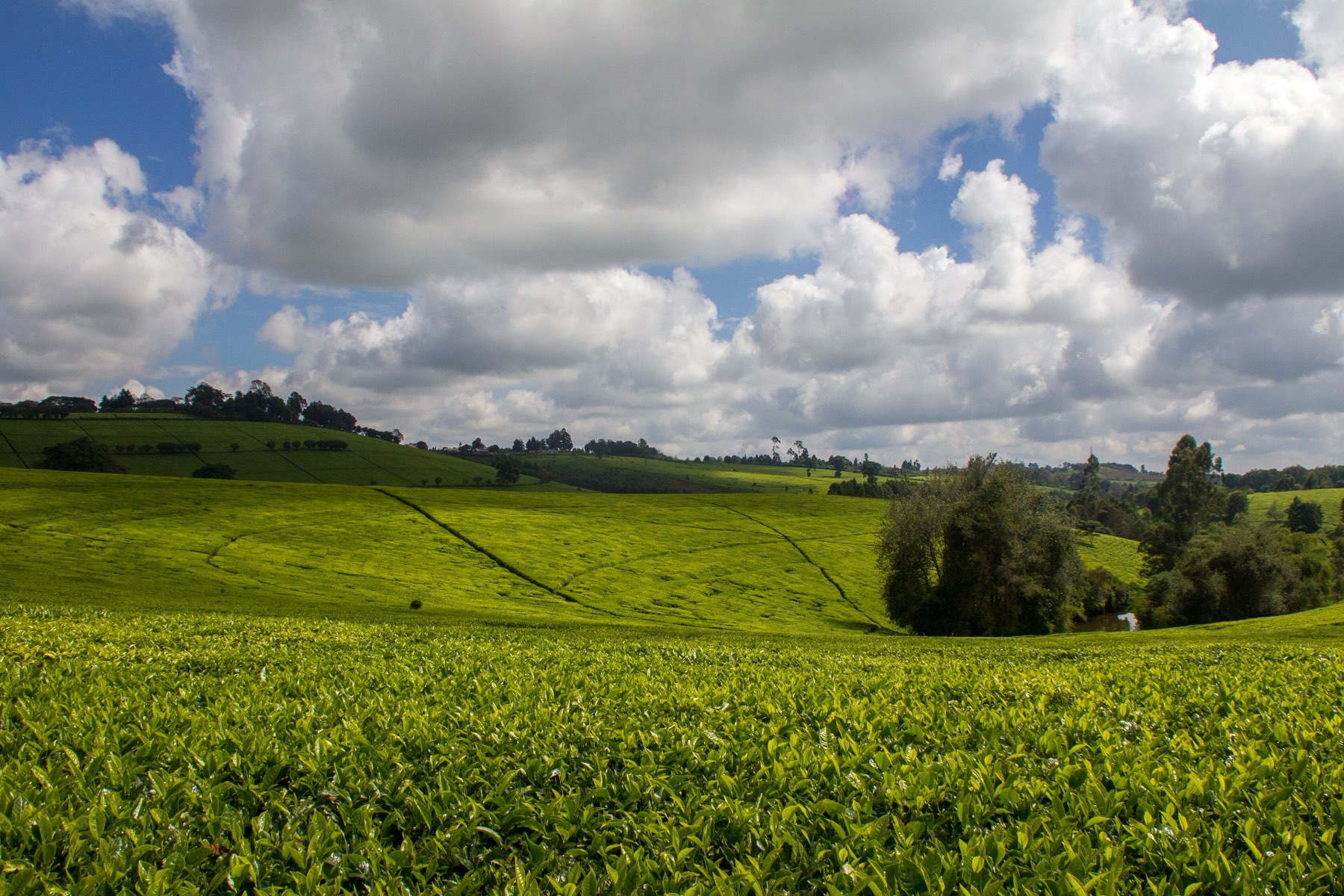 Tea fields stretching to a line of trees under a big, cloudy sky in Tigoni