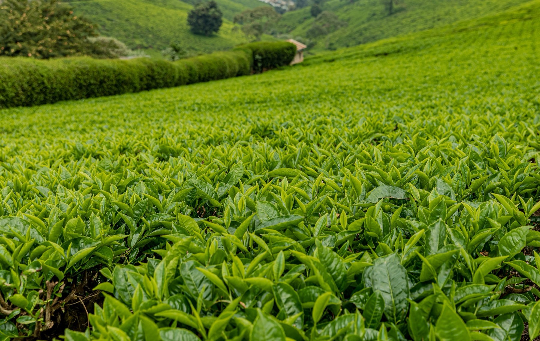 A slope of tea running up to a hedge and trees in Tigoni