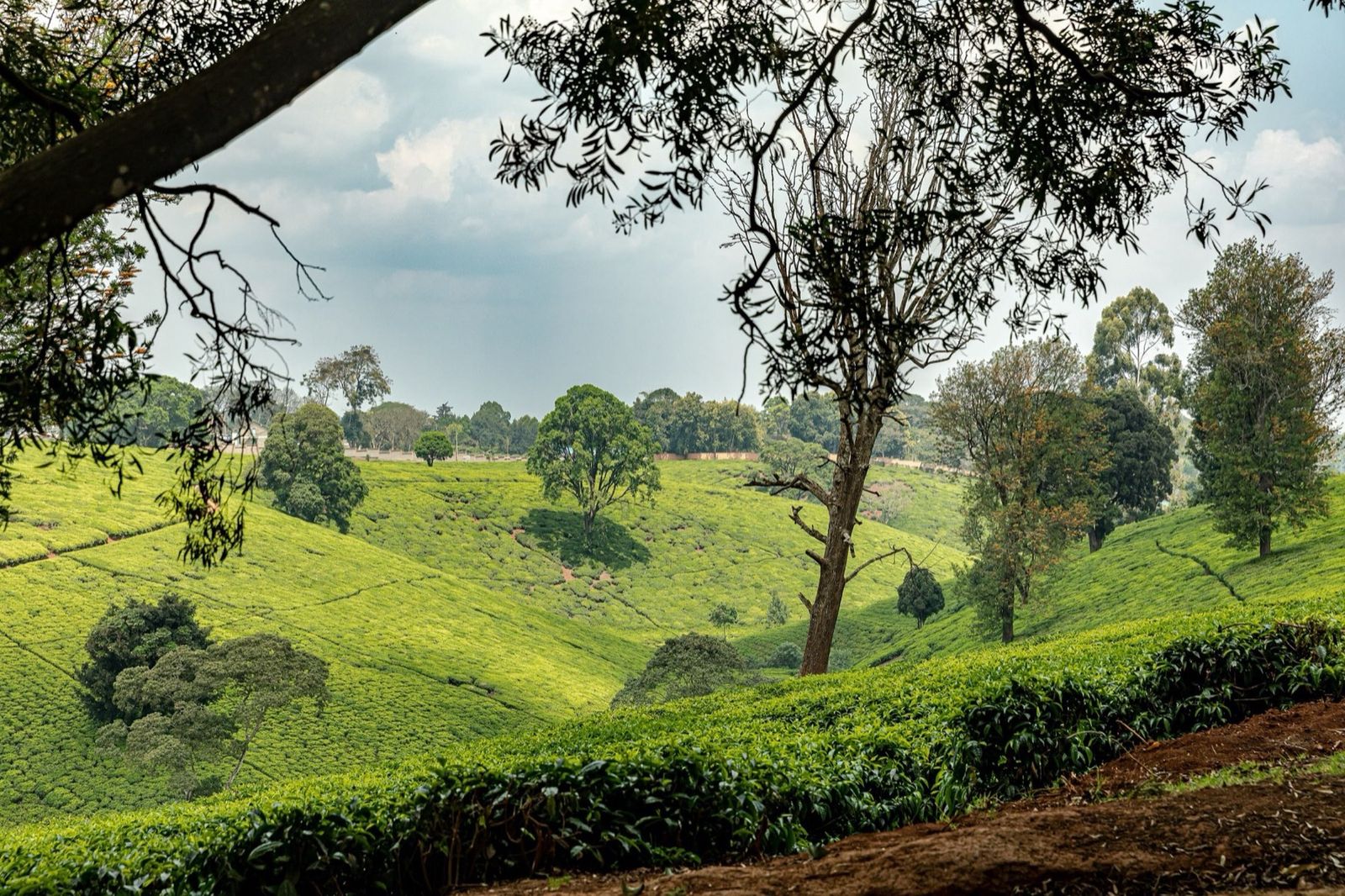 Tea-covered slopes and scattered trees in a Tigoni valley