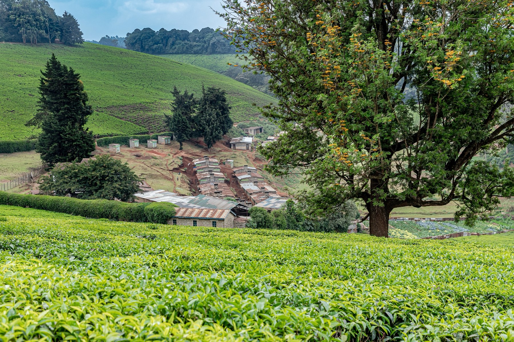 Housing for tea workers in a valley between tea fields, with a large tree in the foreground