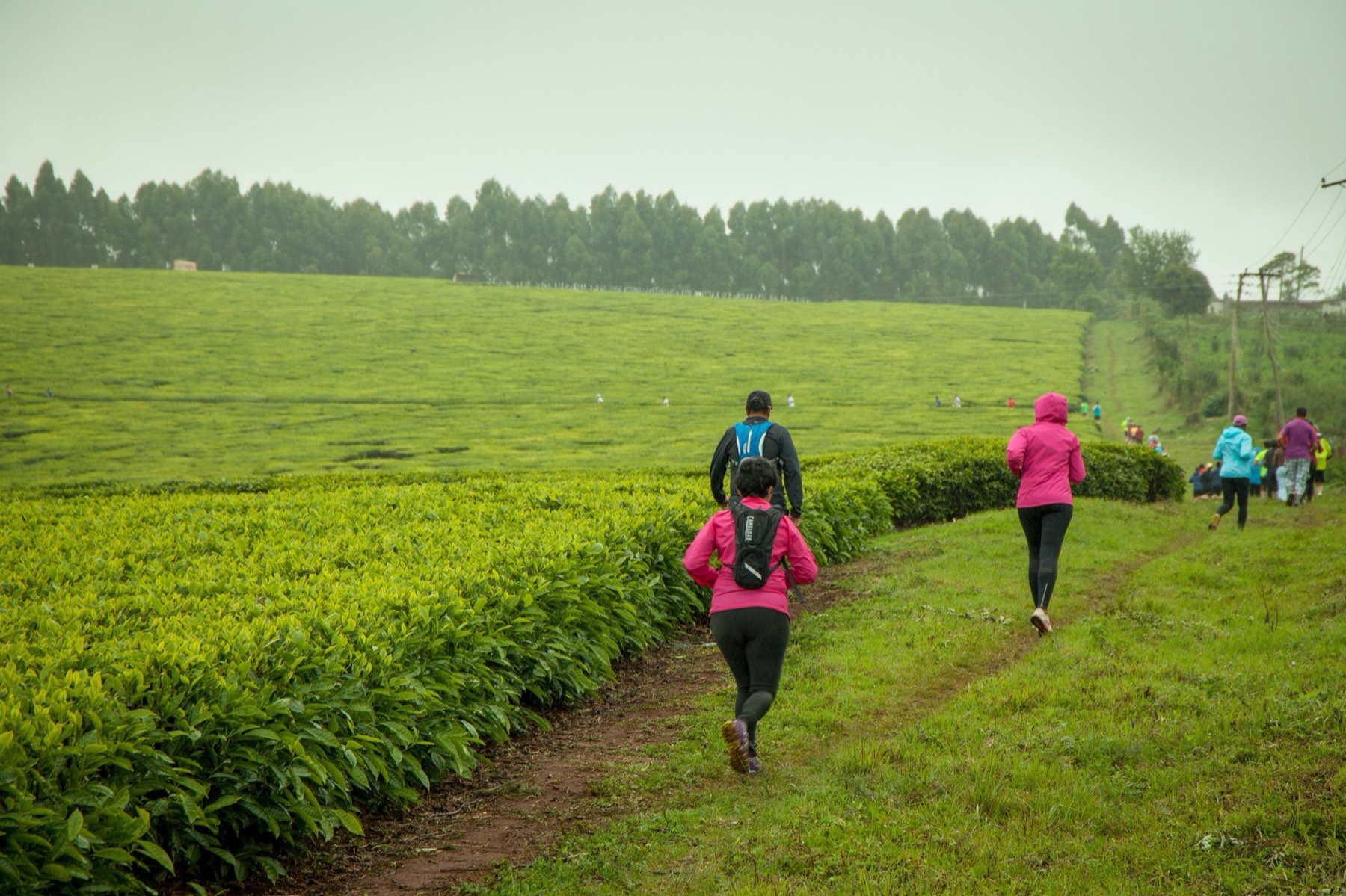 People in rain jackets walking a grassy path along Tigoni tea rows